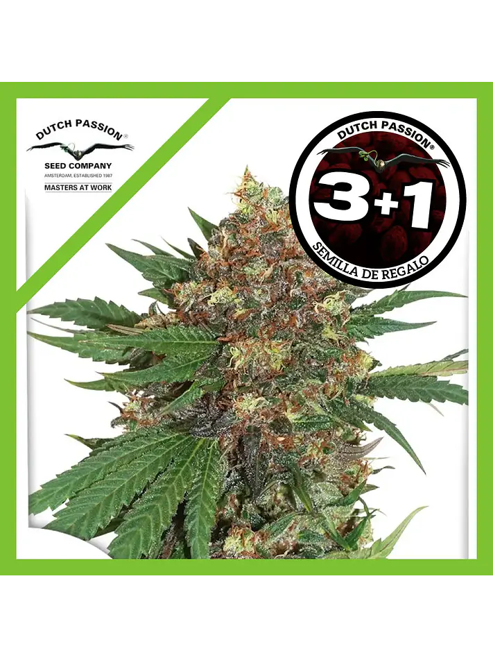 Master Kush Fem -Dutch Passion X3+1 1