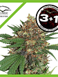 Master Kush Fem X3-Dutch Passion - Miniatura 2