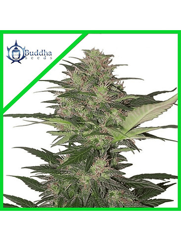 Red Dwarf Auto X3-Buddha Seeds 2