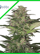 Red Dwarf Auto X3-Buddha Seeds - Miniatura 2