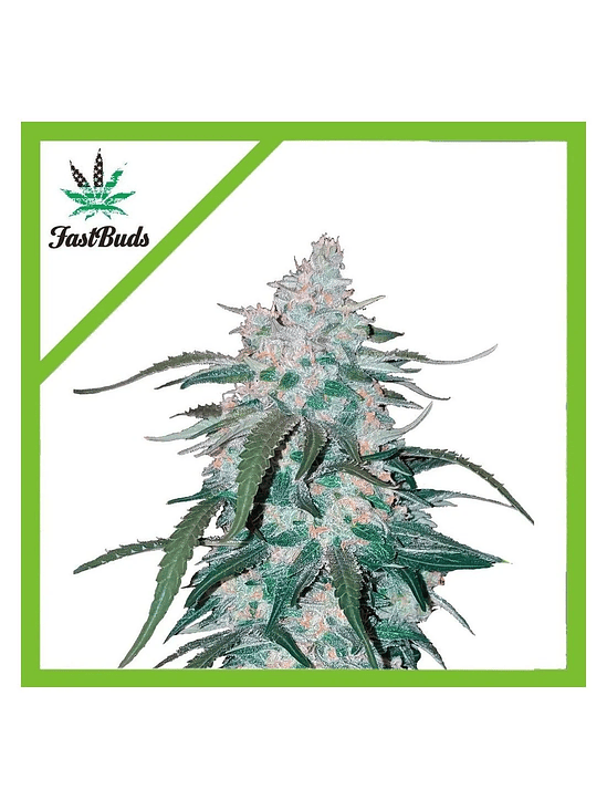 Pineapple Express Auto X1-Fast Buds 3