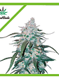 Pineapple Express Auto X1-Fast Buds - Miniatura 3
