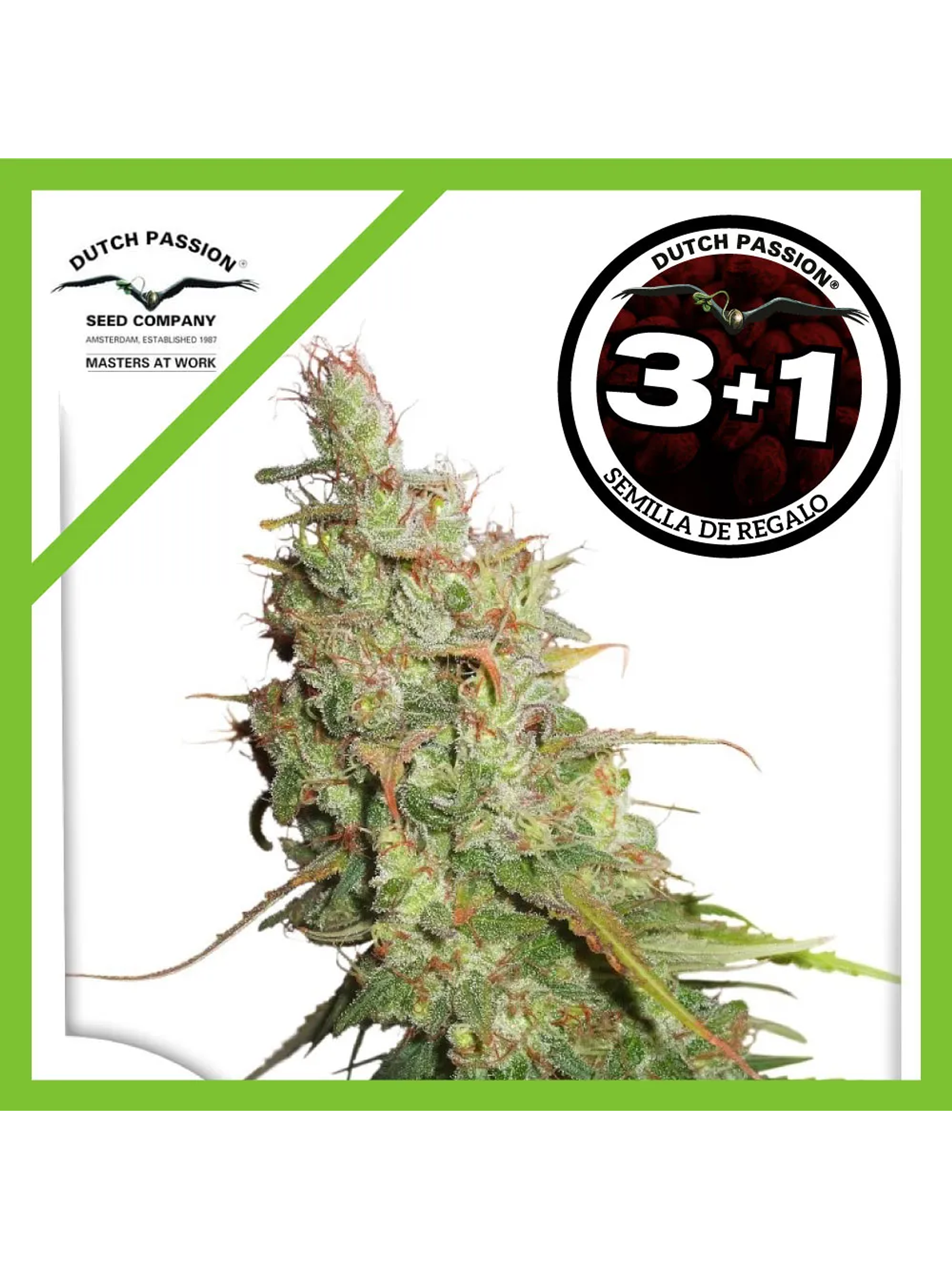 Desfran Fem -Dutch Passion (X3/X3+1) 2