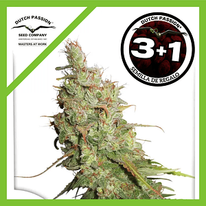 Desfran Fem X3-Dutch Passion