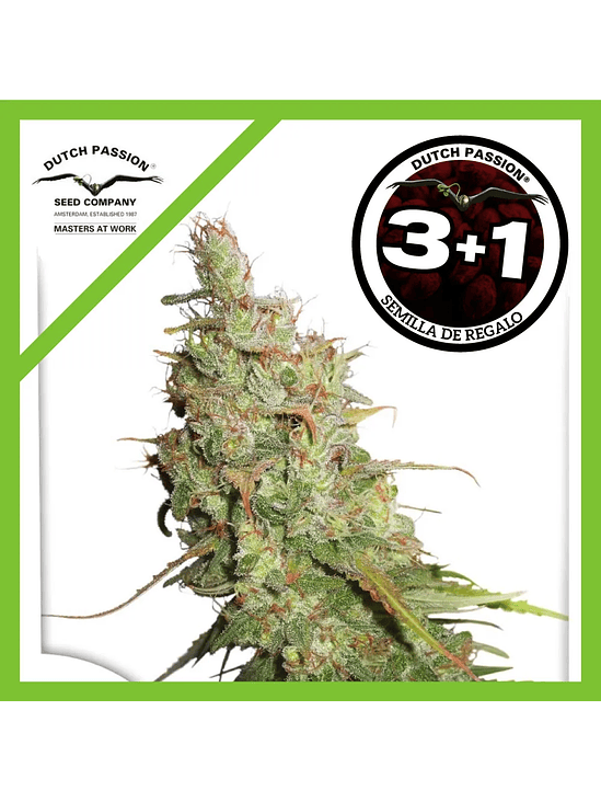 Desfran Fem X3-Dutch Passion 2