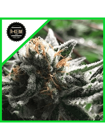 Condor Auto X3-Rkiem Seeds 2