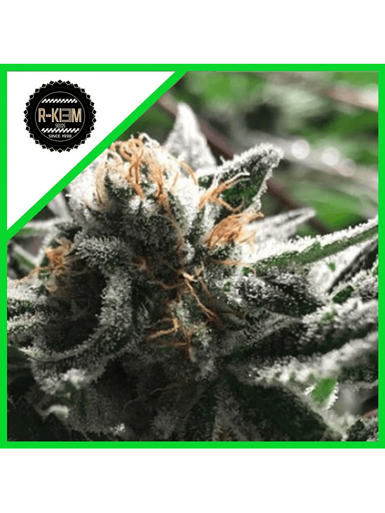 Condor Auto X3-Rkiem Seeds 2