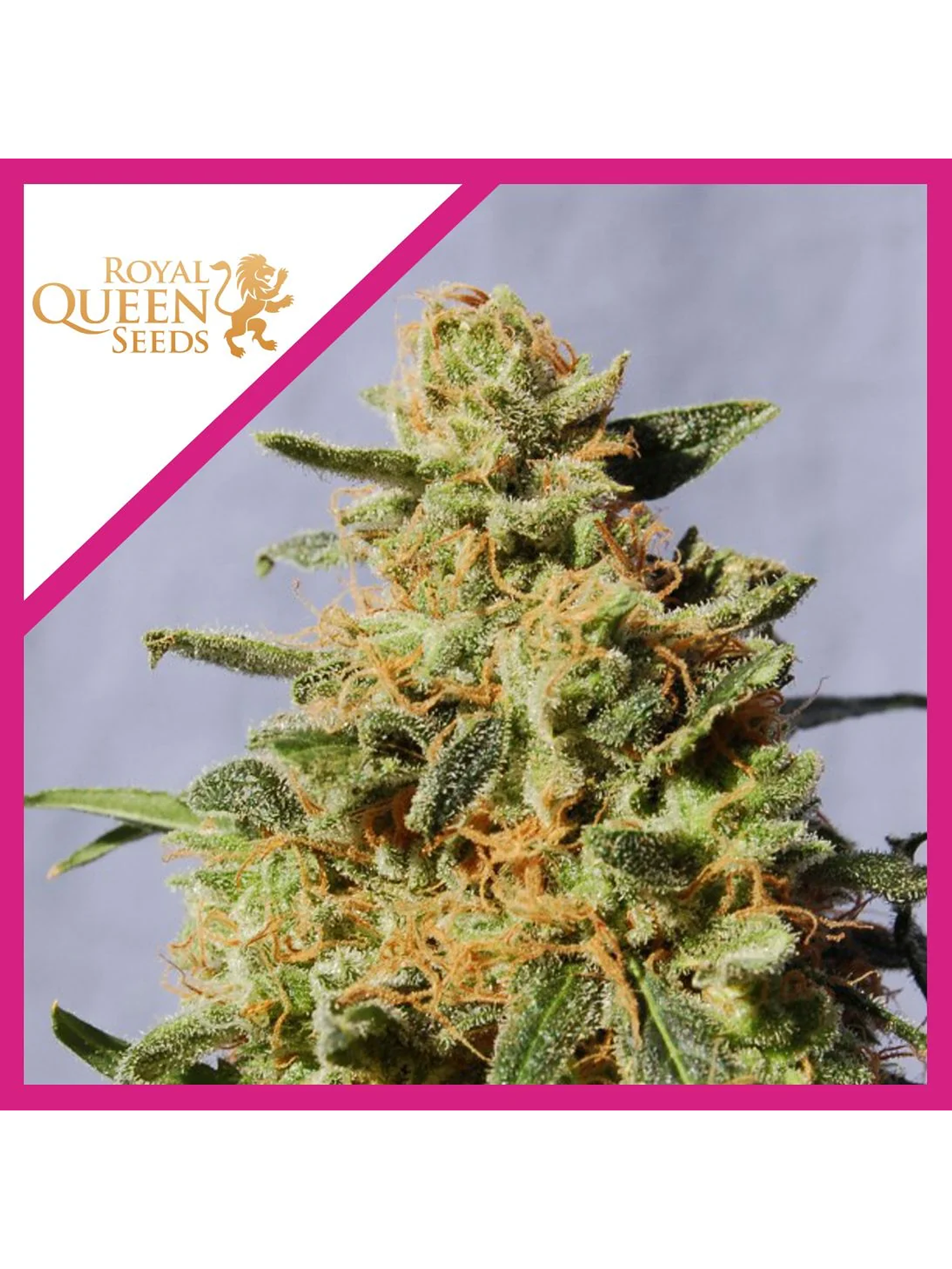 Royal Domina Fem -Royal Queen Seeds (X10/X3/X1) 2