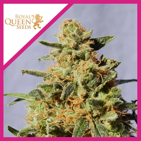 Royal Domina Fem -Royal Queen Seeds (X10/X3/X1)