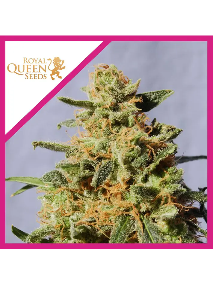 Royal Domina Fem -Royal Queen Seeds (X10/X3/X1) 2