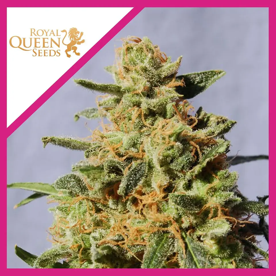 Royal Domina Fem -Royal Queen Seeds (X10/X3/X1) 2
