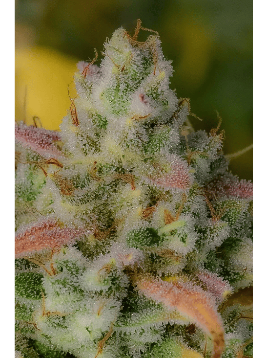 Gelato Auto X1-Fast Buds 4