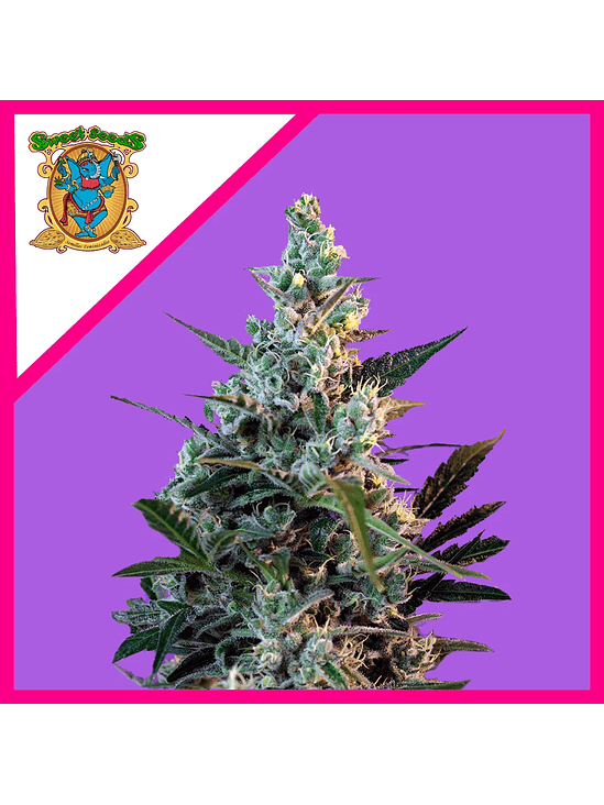 Sweet Skunk F1 Fem® X3+1-Sweet Seeds 3