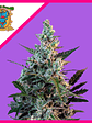Sweet Skunk F1 Fem® X3+1-Sweet Seeds - Miniatura 3