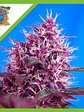 Red Poison Red Family  Auto® X3+1-Sweet Seeds - Miniatura 2