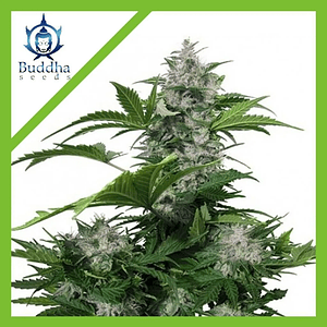 White Dwarf Auto X3+1-Buddha Seeds