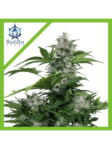 White Dwarf Auto X3+1-Buddha Seeds 2