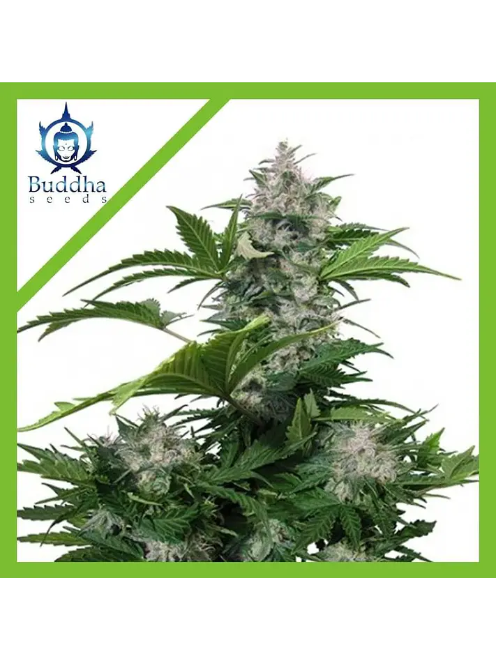 White Dwarf Auto -Buddha Seeds (X3+1/X3) 2