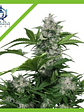 White Dwarf Auto X3+1-Buddha Seeds - Miniatura 2