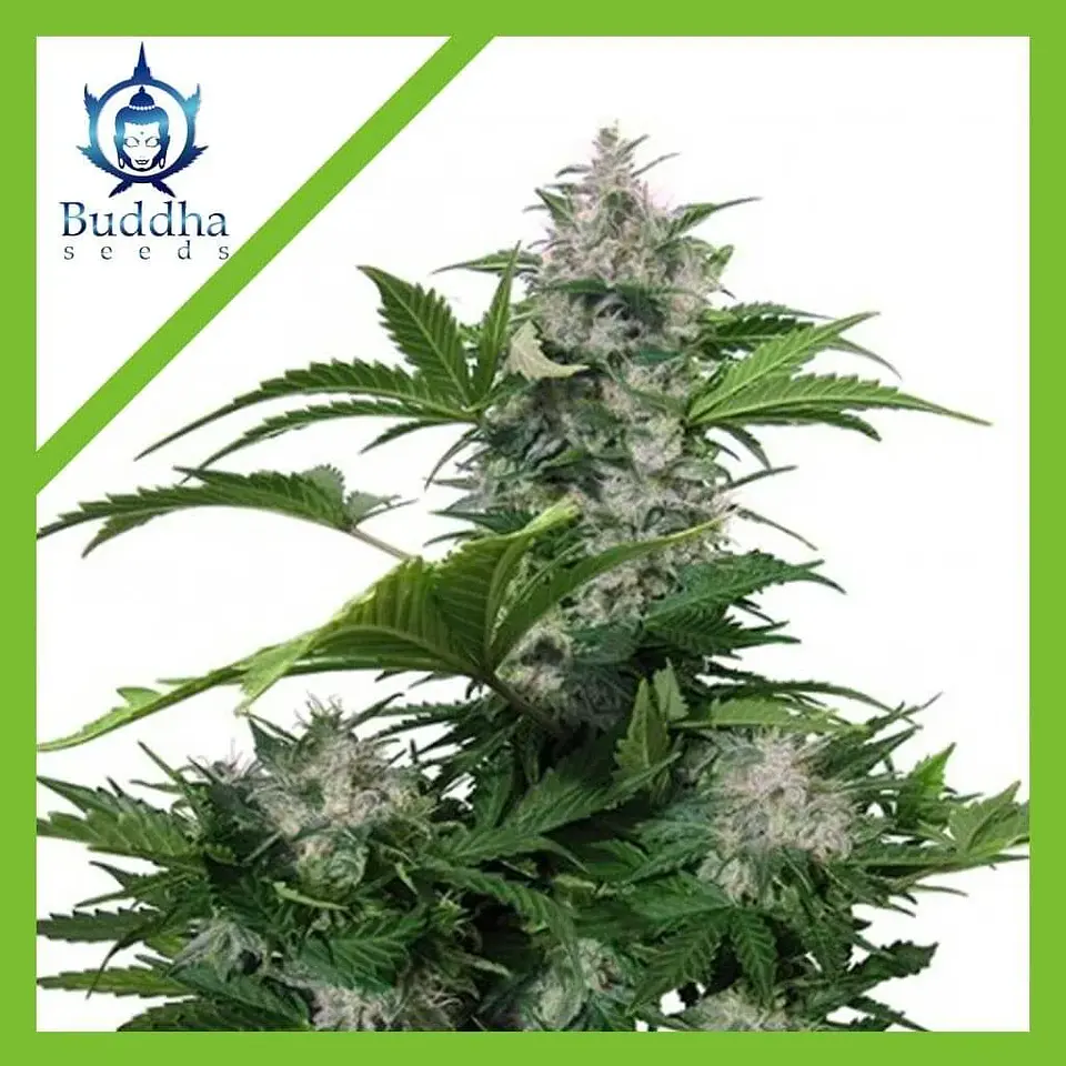 White Dwarf Auto -Buddha Seeds X3+1 2