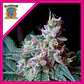 Cream Caramel Fem® -Sweet Seeds (X25/X3+1) - Miniatura 2