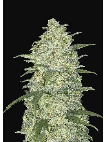 Original White Widows Auto X1-Fast Buds 2