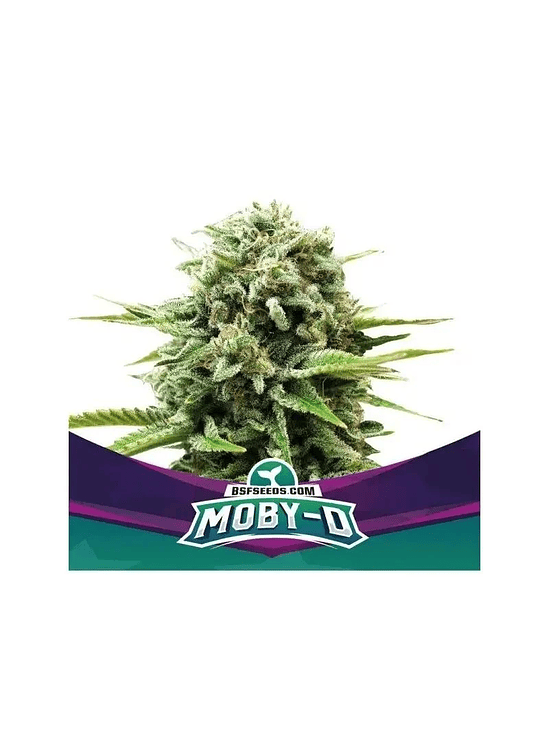 Moby-D Xxl Auto X2-Bsf 4