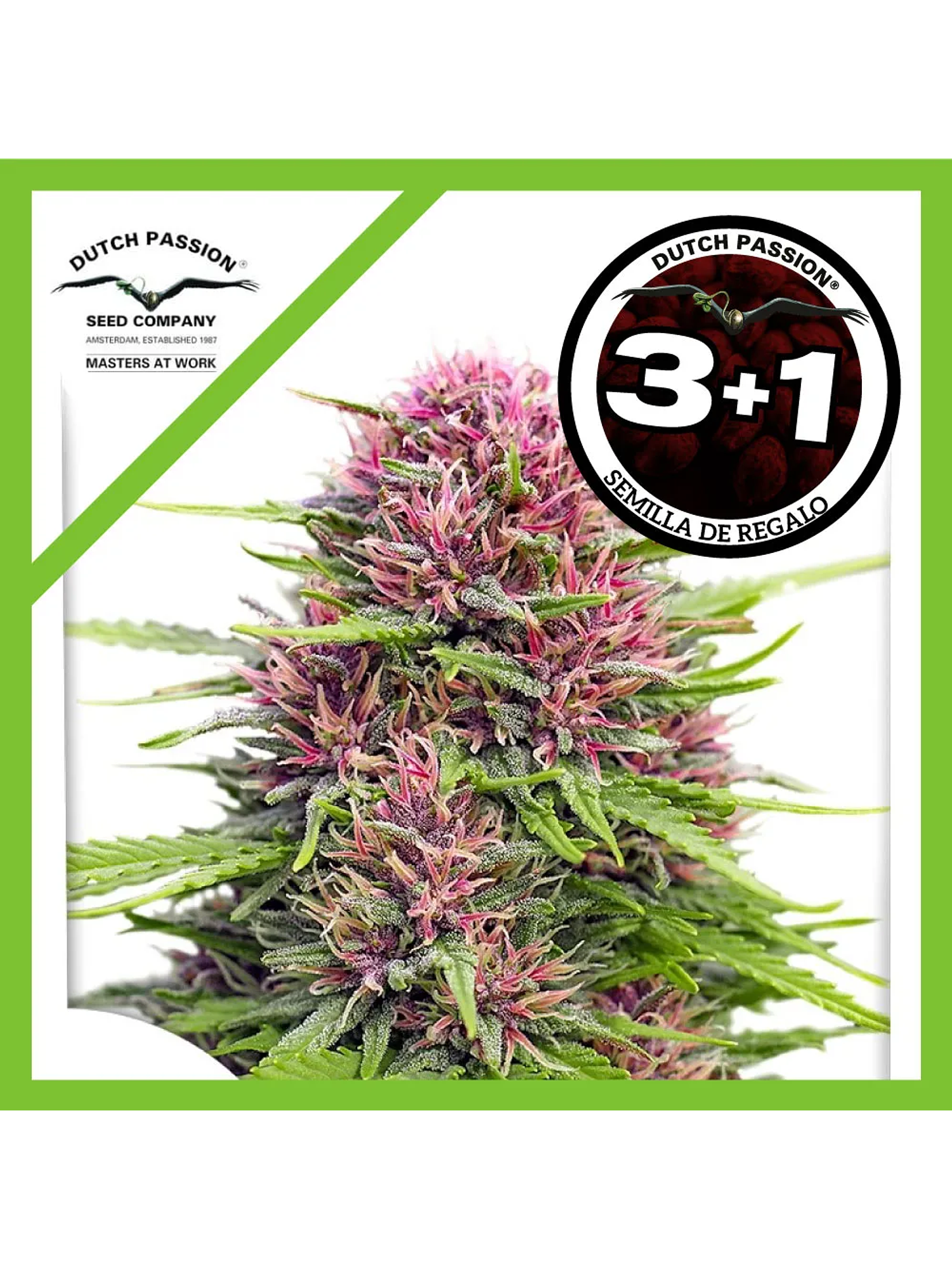 Frisian Dew Fem -Dutch Passion (X3/X3+1) 2