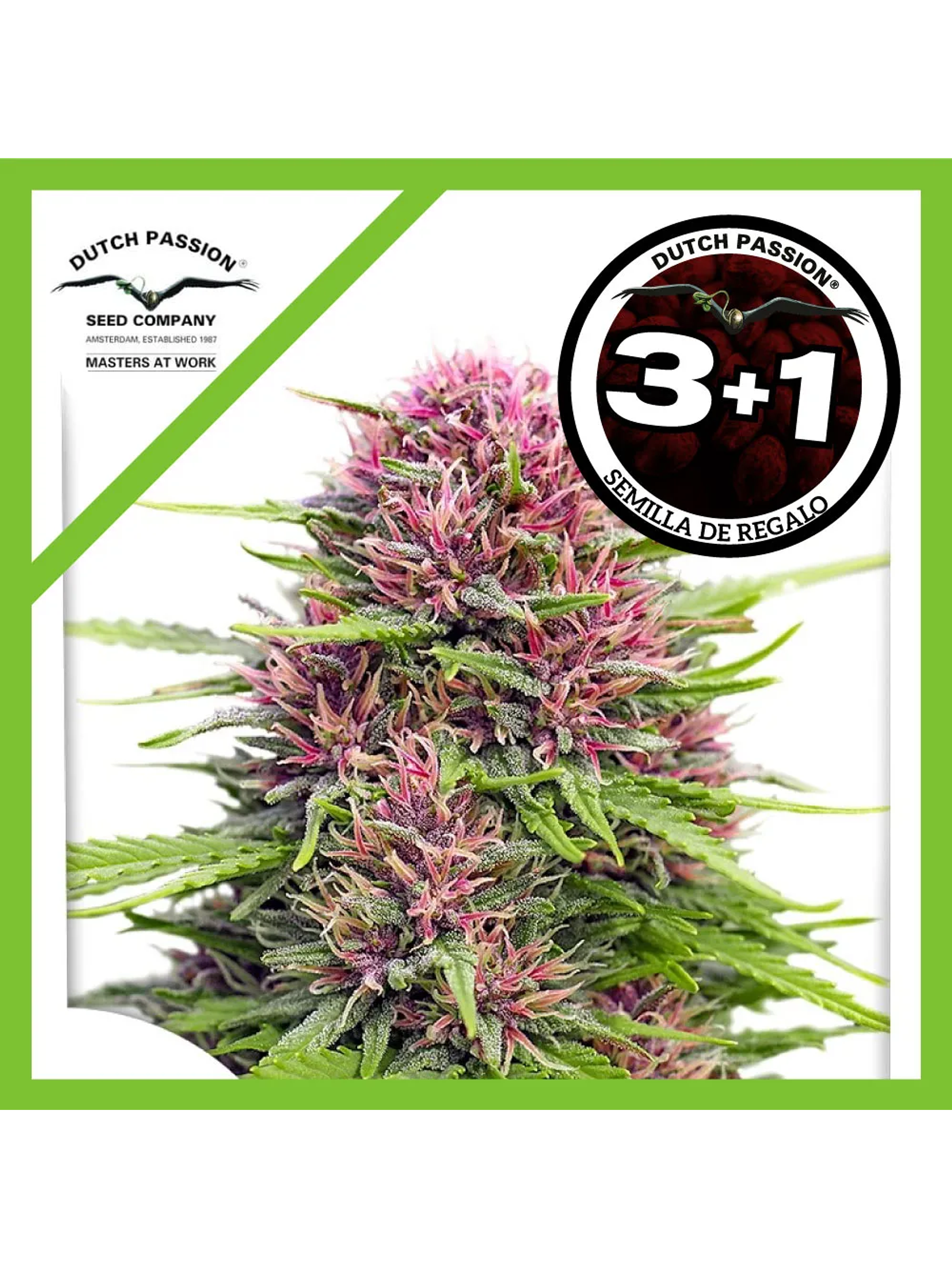 Frisian Dew Fem -Dutch Passion (X3/X3+1) 2