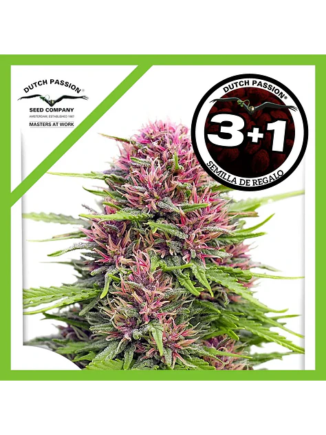 Frisian Dew Fem X3+1 -Dutch Passion 2