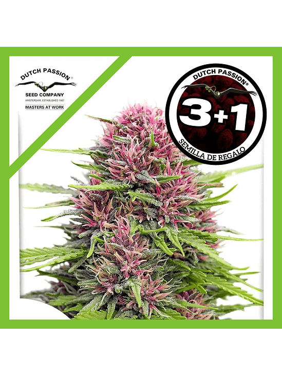 Frisian Dew Fem X3-Dutch Passion 2