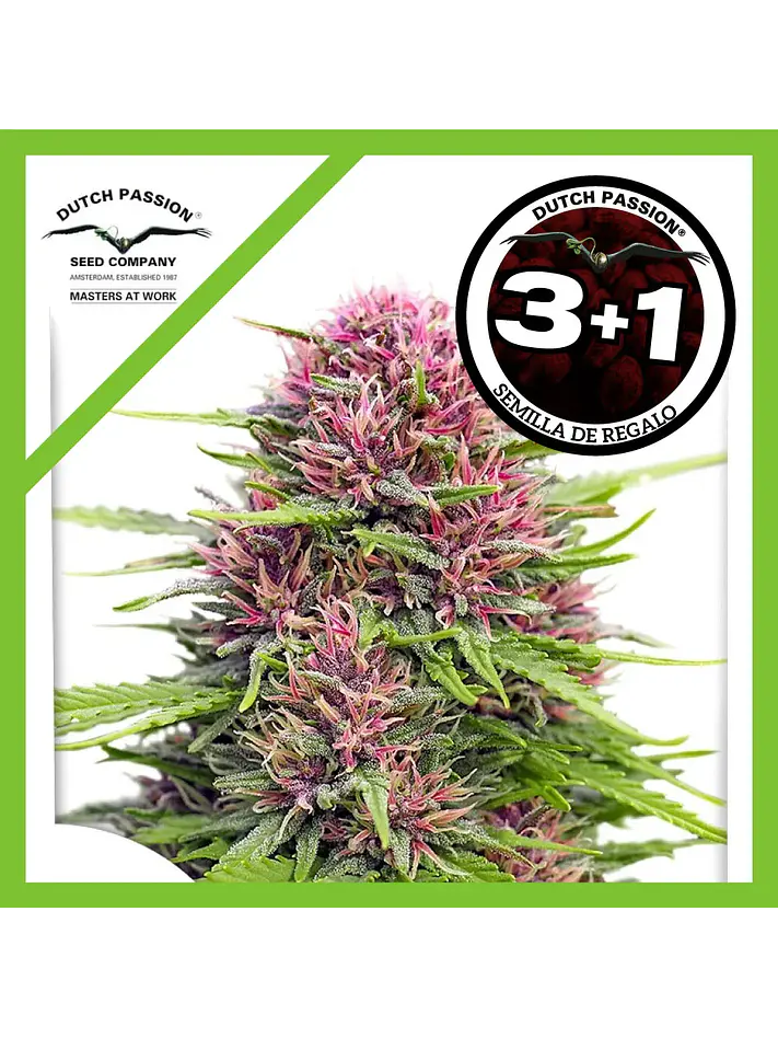 Frisian Dew Fem X3+1 -Dutch Passion 2