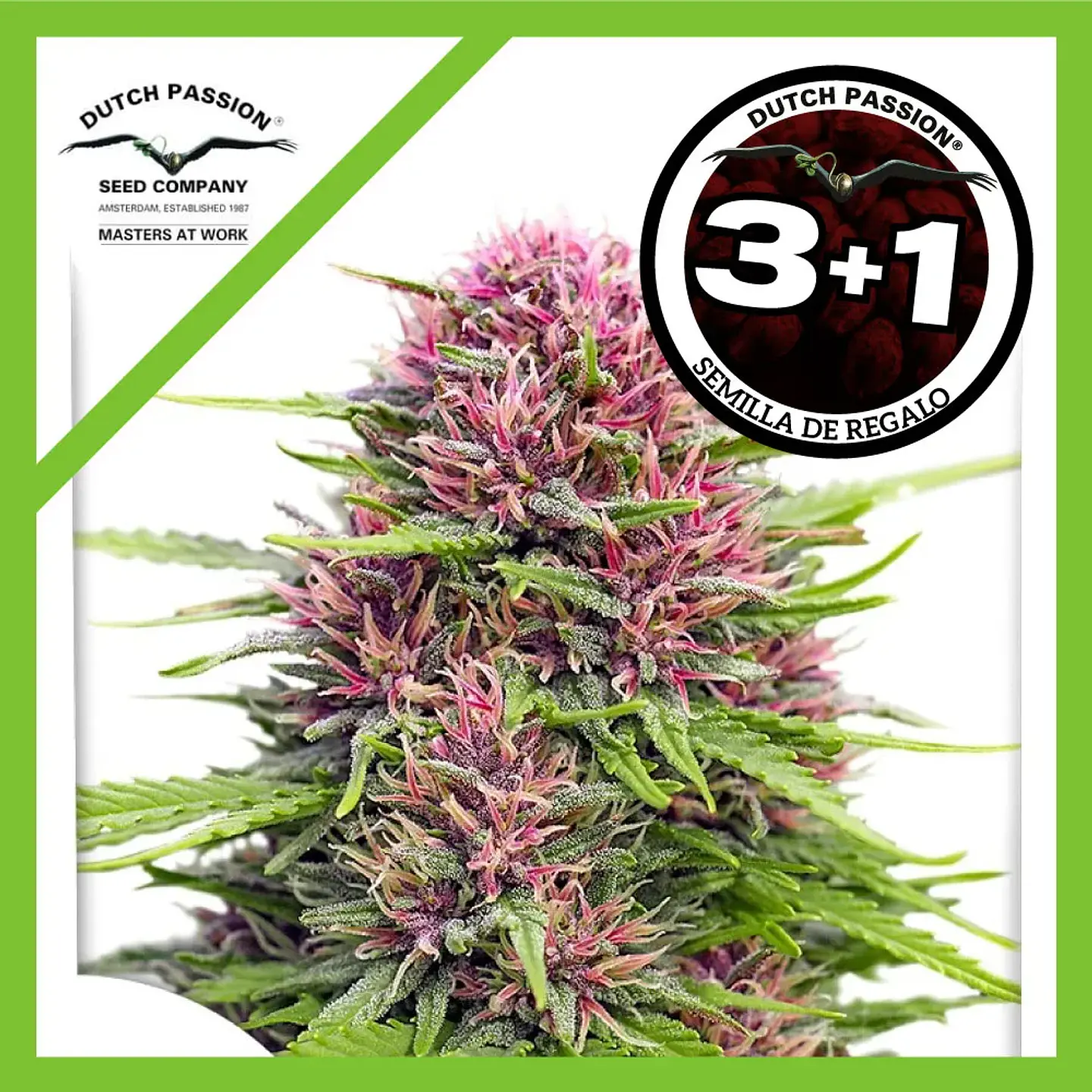 Frisian Dew Fem X3+1 -Dutch Passion 2