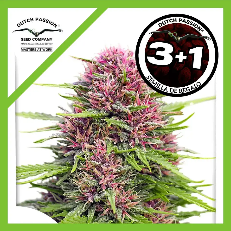 Frisian Dew Fem X3+1 -Dutch Passion 2