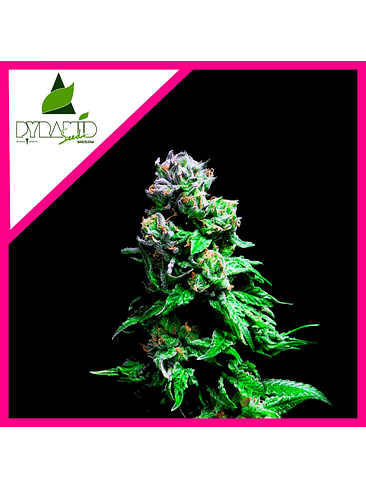 Purple Urkle Fem X1-Pyramid Seeds 2