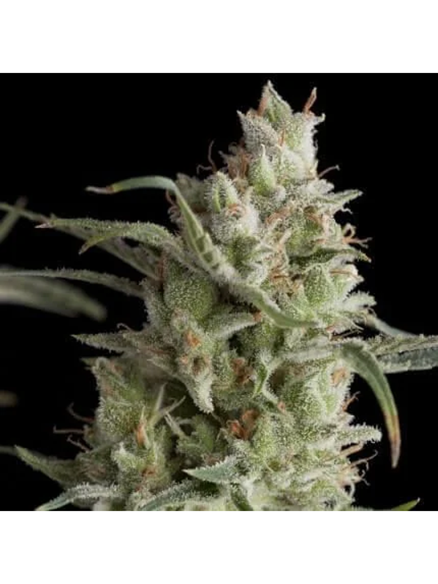 Super Og Kush Fem -Pyramid Seeds (X5+2/X3+1) 2