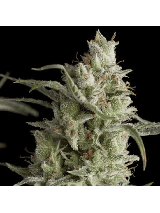 Super Og Kush  Fem X3+1-Pyramid Seeds 2