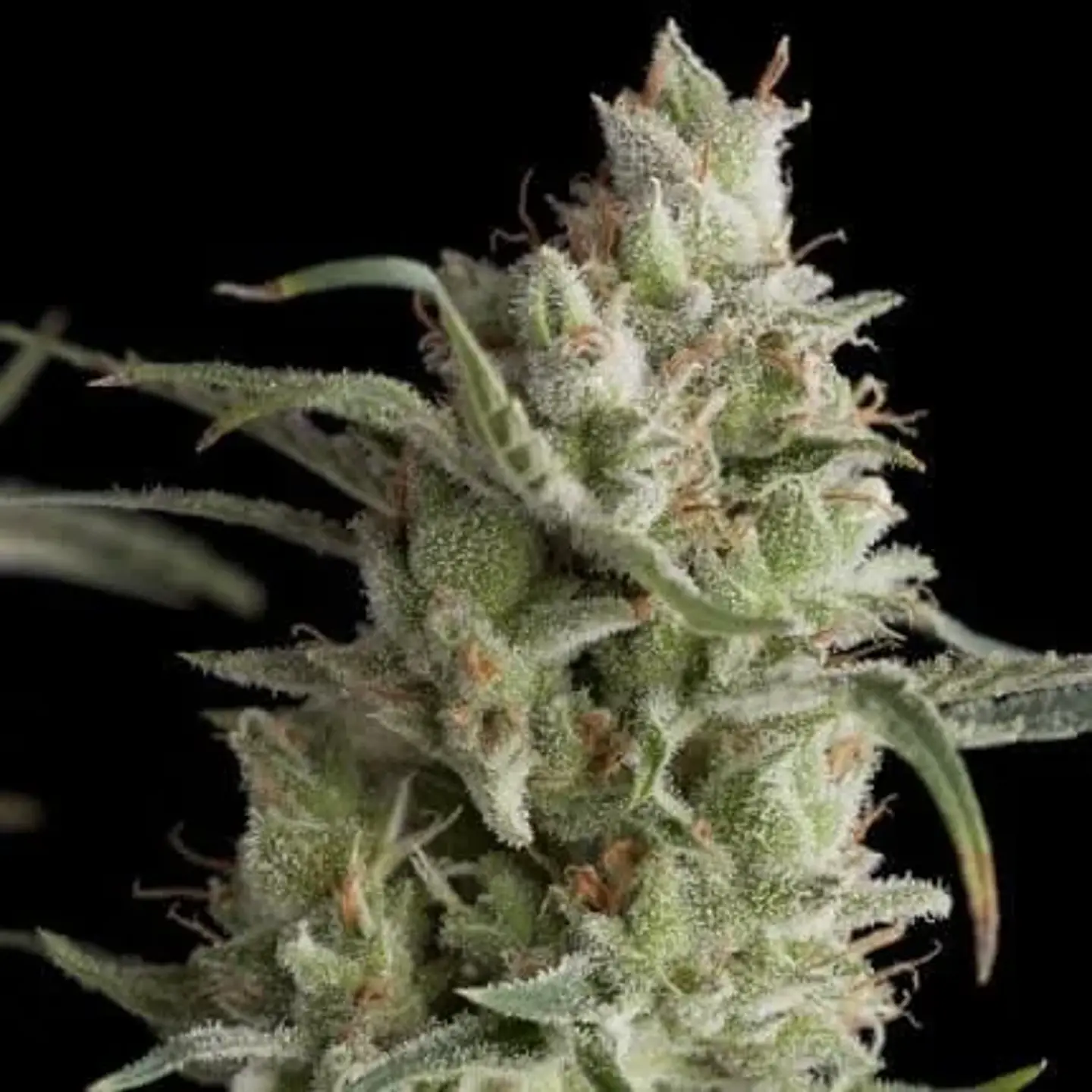 Super Og Kush Fem -Pyramid Seeds (X5+2/X3+1) 2