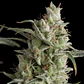 Super Og Kush Fem -Pyramid Seeds (X5+2/X3+1) - Miniatura 2