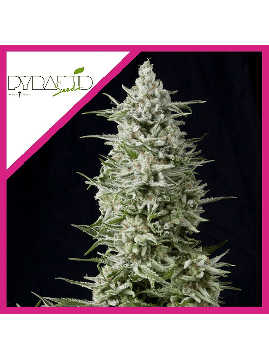 Amnesia Gold  Fem X1-Pyramid Seeds 3