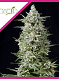 Amnesia Gold  Fem X1-Pyramid Seeds - Miniatura 3