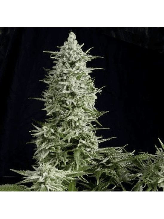 Amnesia Gold  Fem X1-Pyramid Seeds 4