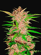 Fastberry Auto X1-Fast Buds - Miniatura 4