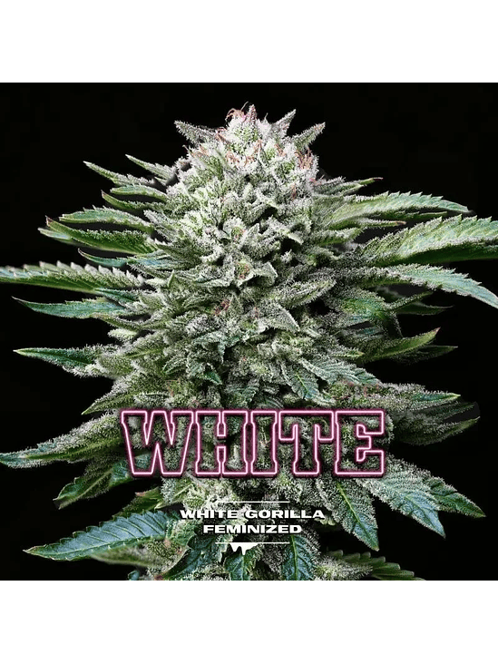 White Gorilla Fem X2-Bsf 2