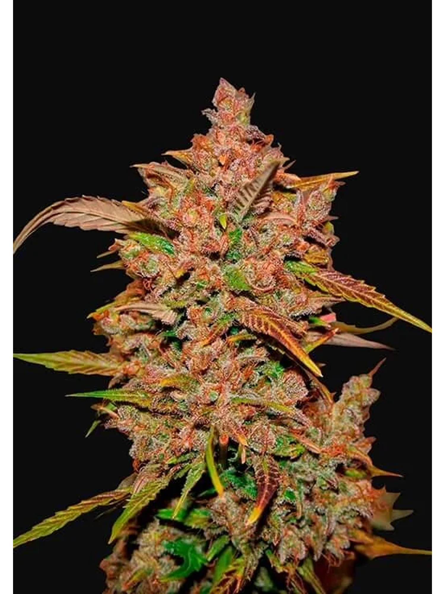 Crystal Meth Auto -Fast Buds (X3/X1) 2