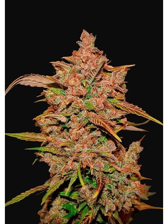 Crystal Meth Auto X1-Fast Buds 2