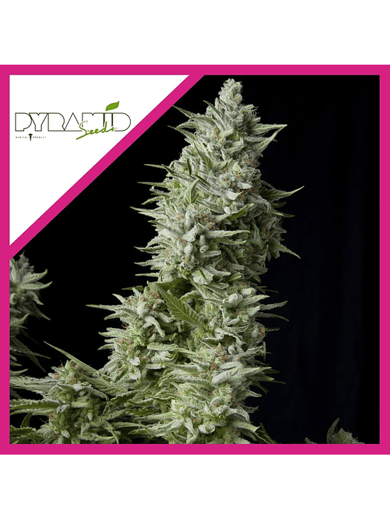 Alpujarreña  Fem X1-Pyramid Seeds 2