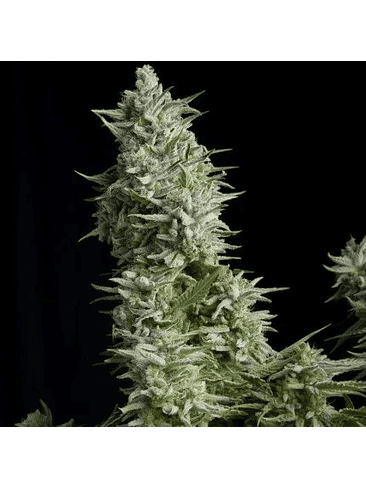 Alpujarreña  Fem X1-Pyramid Seeds 3