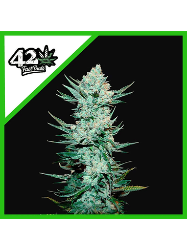 Tangie Matic Auto X1-Fast Buds 2