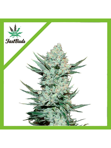 Tangie Matic Auto X1-Fast Buds 3